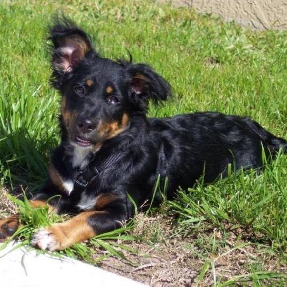 Meet your Posher, Sharon - Picture 1 of 1